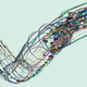 Illustration for article titled This Could Be the First Animal to Live Entirely Inside a Computer